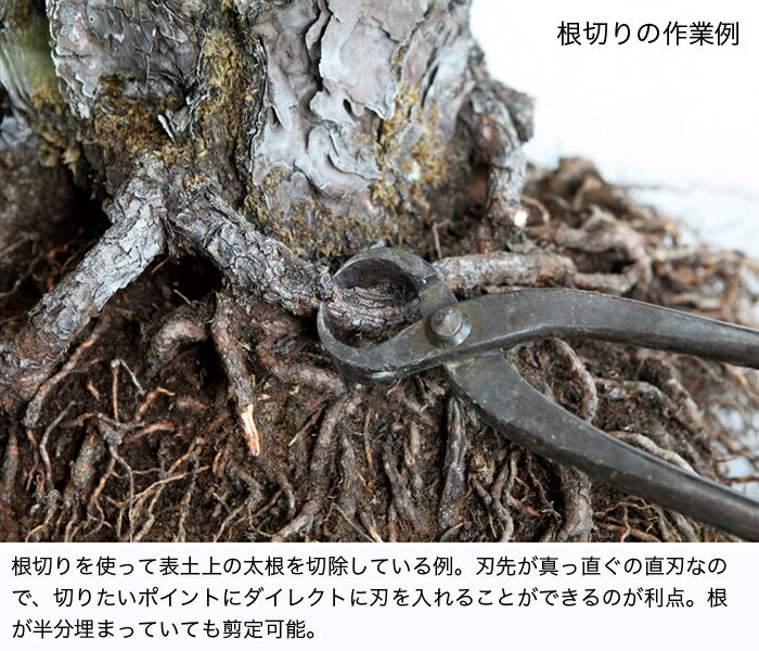 �ߺ�ƻ�� �ߺ��� �������֥��ƥ�쥹�����ڤ� �� �׻�ȴ�� ���� ���ν��� ����ƻ�� �ߺϼ�����ƻ�� �ͤ��� ��Ĺ205mm ������ ������̵����