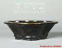盆栽鉢 植木鉢 「平安泉山黒釉星結晶木瓜式鉢 大」 山草鉢 色鉢 清水焼 京焼 磁器 6号 17cm ブラック 天目 小品 実物 花物 ミニ盆栽 山野草に最適 【送料無料】