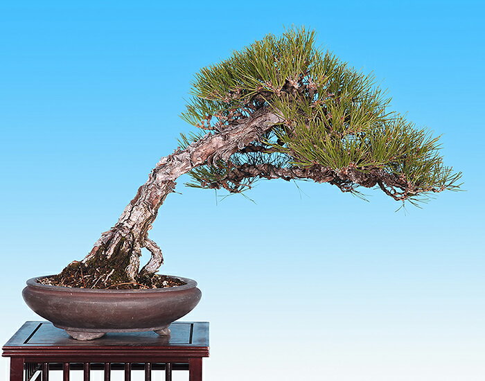 盆栽 一品盆栽 「黒松」 クロマツ くろまつ お洒落 文人 斜幹樹形 松柏盆栽 中品盆栽 H38cm W58cm 現品限り