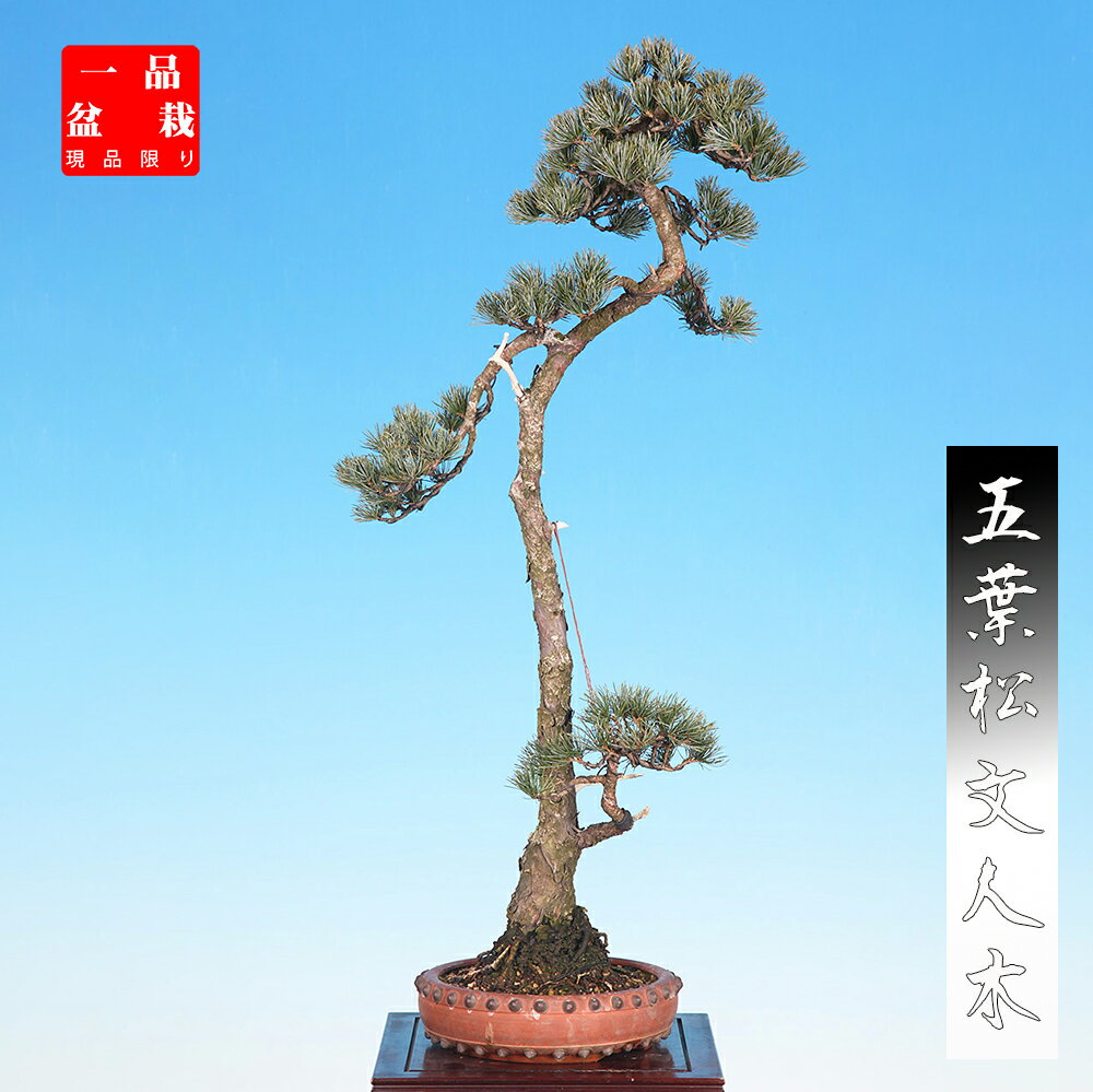 盆栽 「五葉松」ゴヨウマツ ごようまつ 文人 松柏盆栽 一品盆栽 現品限り 一点もの