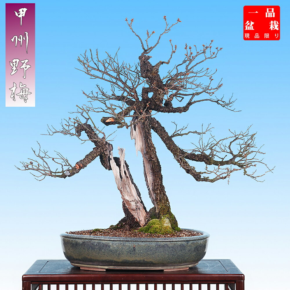 楽天市場】盆栽 野梅(盆栽|花・観葉植物):花・ガーデン・DIY 楽天市場】盆栽 野梅(盆栽|花・観葉植物):花・ガーデン・DIY