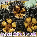 宮城県 三陸産 の獲れたて 殻付きうに 10個／ 送料無料 ！身入り保証！殻を開けた状態でお届け！ お中元 に！　ウニ　うに