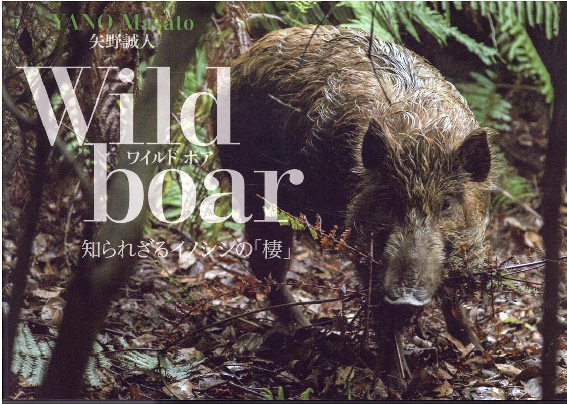 Wild　boar