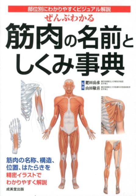 筋肉の名称、構造、位置、はたらきを精密イラストでわかりやすく解説。