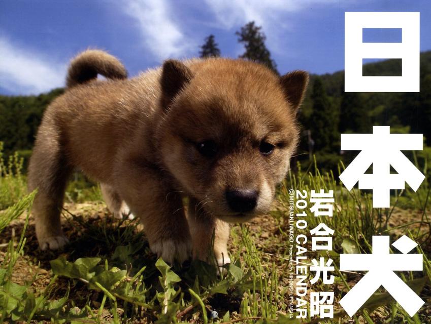 日本犬　2010［カレンダー］