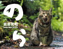 2024 猫カレンダー のら 岩合光昭