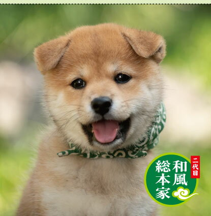 豆助付箋　顔