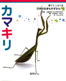カマキリ 育てて、しらべる 日本の生きものずかん 13の表紙
