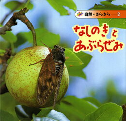 なしのきとあぶらぜみ