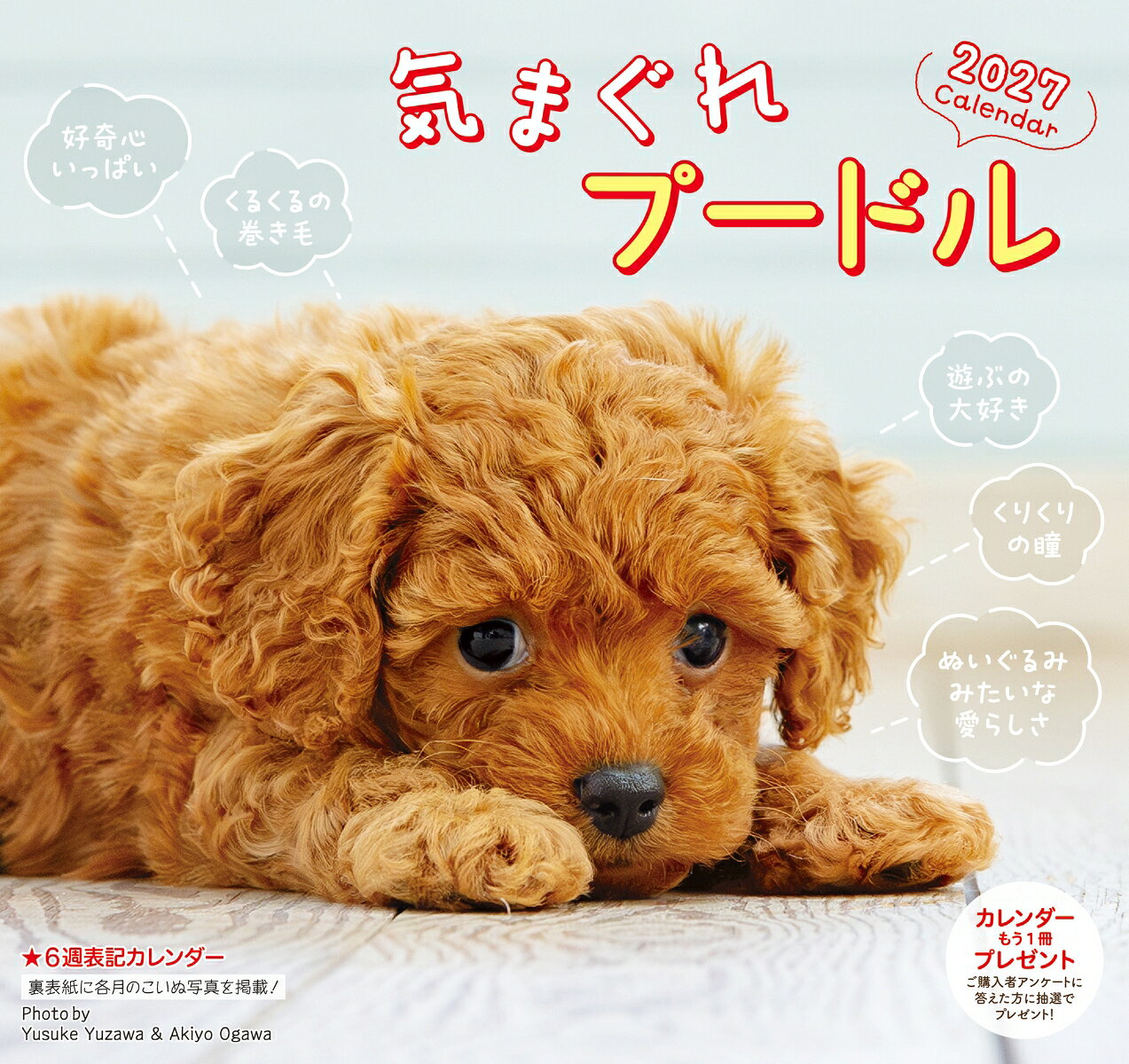 人気No.1のトイプードルの子犬カレンダー・2027年版（壁掛け）。
ふわふわの巻き毛、無邪気な表情、眠ったり・遊んだり・くつろいだりする姿など、プードル好きにはたまらない可愛いショットが満載です。
6週表記なので、日付部分はゆったり予定が書き込めます。

【使いやすいカレンダー機能】 ・予定が書き込みやすい、見やすい6週表記の日付デザイン・六曜（大安・仏滅）入り・月の満ち欠け（満月・新月）掲載・二十四節気（立春・夏至・秋分など）入り・祝日表記もわかりやすく、日常使いに便利
【大きく飾れる壁掛けサイズ】飾ったときのサイズは左右26.5cm × 天地50cmの大型壁掛けタイプ。リビング・玄関・オフィスなど、どこに掛けても存在感のある大きさです。
【こんな方におすすめ】・プードルが好き・犬の子犬写真が好き・かわいい癒し系のカレンダーがほしい ・予定が書き込みやすい実用カレンダーを探している・犬好きの家族や友人へのギフトを探している
毎月めくるたびに癒しが訪れる、人気のトイプードル子犬カレンダー 2027。犬好きの方へのプレゼントにもおすすめです。