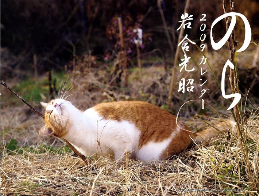 のら・猫カレンダー　2009