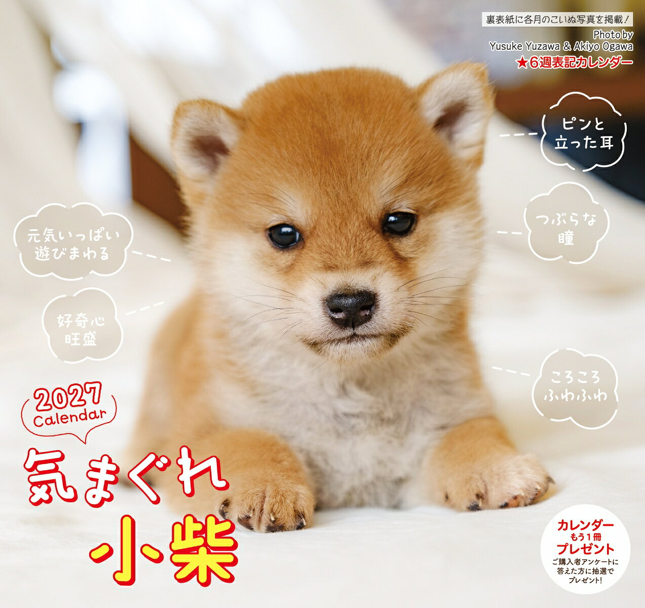 あどけないしぐさや表情がかわいい人気犬種シバイヌのこいぬカレンダー。
2027年版壁掛けタイプ。
6週表記なので、日付部分はゆったり予定が書き込めるます。

【使いやすいカレンダー機能】 ・予定が書き込みやすい、見やすい6週表記の日付デザイン・六曜（大安・仏滅）入り・月の満ち欠け（満月・新月）掲載・二十四節気（立春・夏至・秋分など）入り・祝日表記もわかりやすく、日常使いに便利
【大きく飾れる壁掛けサイズ】飾ったときのサイズは左右26.5cm × 天地50cmの大型壁掛けタイプ。リビング・玄関・オフィスなど、どこに掛けても存在感のある大きさです。
【こんな方におすすめ】・シバイヌが好き・犬の子犬写真が好き・かわいい癒し系のカレンダーがほしい ・予定が書き込みやすい実用カレンダーを探している・犬好きの家族や友人へのギフトを探している
毎月めくるたびに癒しが訪れる、人気のシバイヌの子犬カレンダー 2027。犬好きの方へのプレゼントにもおすすめです。