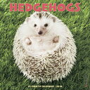 Hedgehogs 2020 Mini Wall Calendar HEDGEHOGS 2020 MINI WALL CAL Willow Creek Press