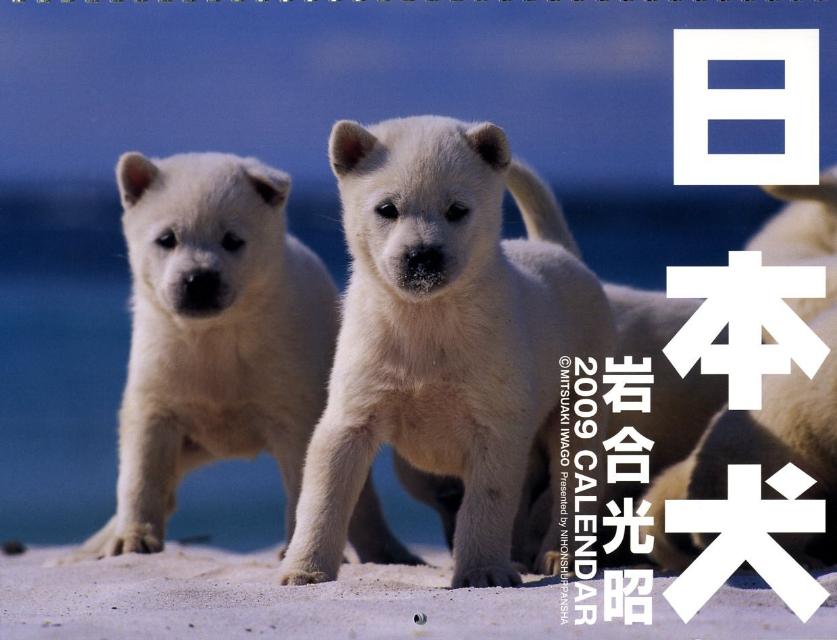 日本犬　2009［カレンダー］