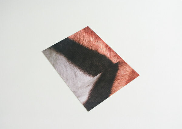 REALFAKE／ステッカーシート　ガゼル SS-GA