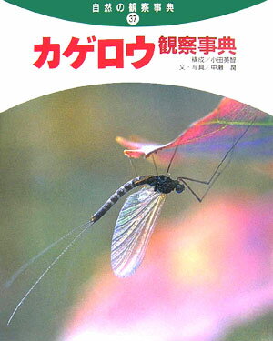 カゲロウ観察事典