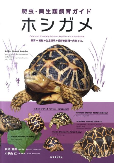 ホシガメ