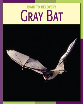 Gray Bat GRAY BAT （21st Century Skills Library: Road to Recovery） [ Susan H. Gray ]