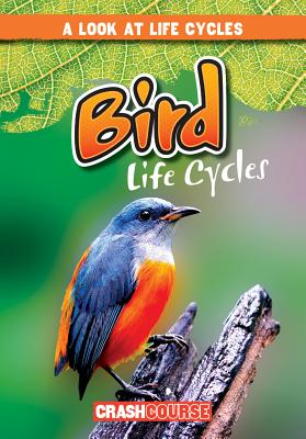 Bird Life Cycles BIRD LIFE CYCLES （Look at Life Cycles） 