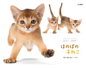 ほのぼの子ねこカレンダー（2023） （［カレンダー］）