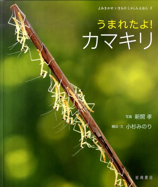 うまれたよ！カマキリ （よみきかせいきものしゃしんえほん） [ 新開孝 ]