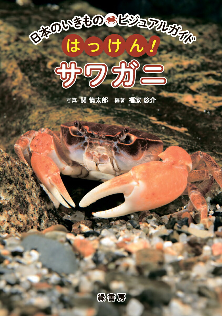 日本のいきものビジュアルガイド　はっけん！　サワガニ [ 関 慎太郎 ]