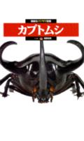 カブトムシ