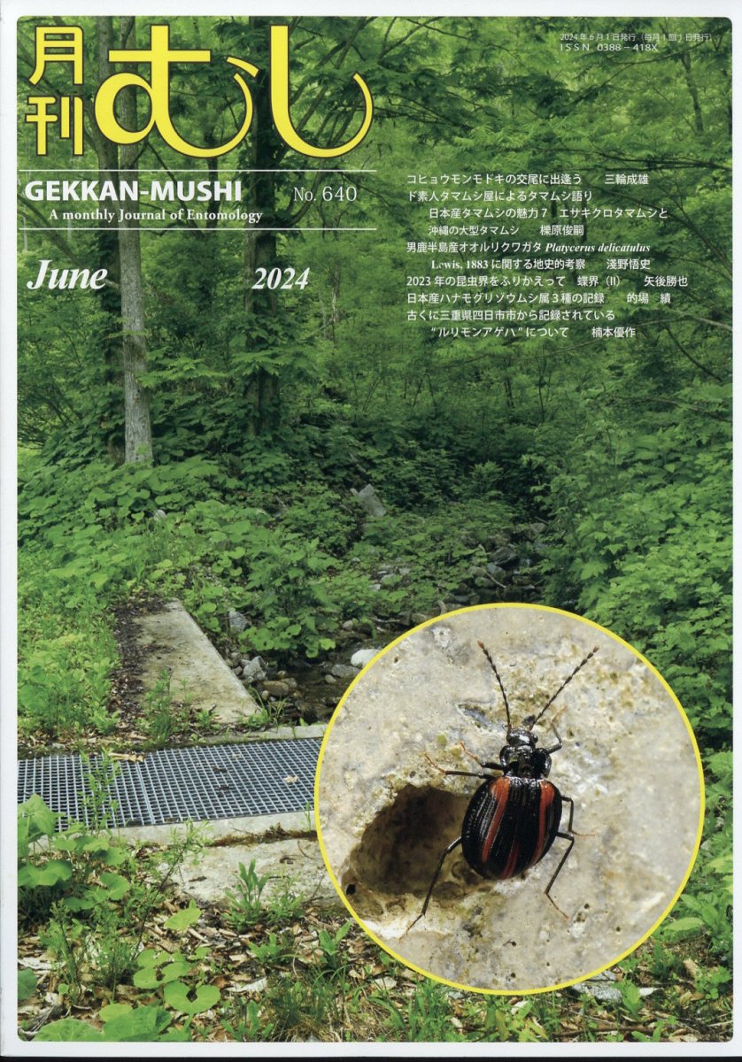 月刊むし 2024年 6月号 [雑誌]