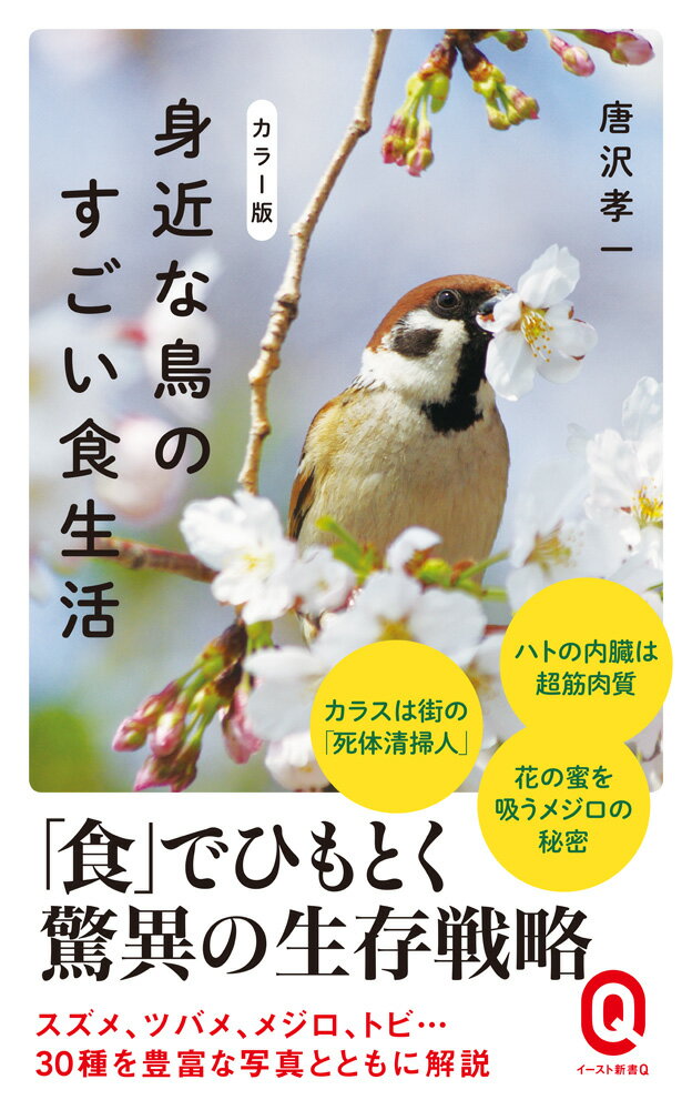 スズメが群がり鳴きながら食べるのはなぜか？共喰い・死体喰いも辞さぬカラスの食欲、強靱な胃袋で硬い実をすり潰すハト、人や動物の行動を利用して巧妙にエサを捕るハクセキレイ…。鳥は空を飛ぶために高カロリーを必要とする。だが、肥満は飛翔の敵。「軽量化」が生きる術である鳥類の食生活は工夫と策略に満ちている。都市の鳥と自然を長年観察しつづけた著者が、その奥深い食生活に迫る。この一冊で、身近な鳥を「見る目」が変わる