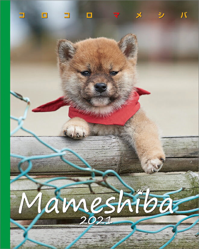 卓上 コロコロマメシバ BOOK型（2021年1月始まりカレンダー）