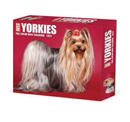 Yorkies 2022 Box Calendar - Dog Breed Daily Desktop YORKIES 2022 BOX CAL [ Willow Creek Press ]