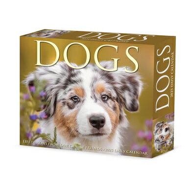 Dogs 2025 6.2 X 5.4 Box Calendar DOGS 2025 62 X 54 BOX CAL [ Willow Creek Press ]