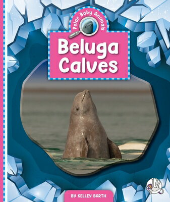 Beluga Calves BELUGA CALVES （Polar Baby Animals） [ Kelley Barth ]