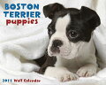 Boston Terrier puppies never grow up in this 16 month calendar!