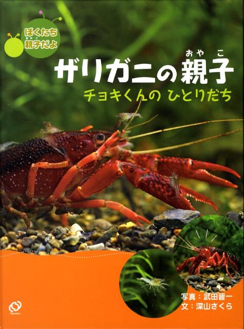 ザリガニの親子