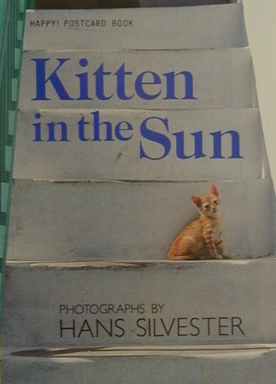 Kitten　in　the　Sun
