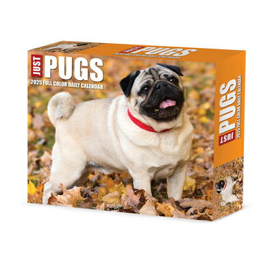 Pugs 2025 6.2 X 5.4 Box Calendar PUGS 2025 62 X 54 BOX CAL [ Willow Creek Press ]