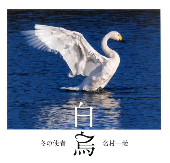 冬の使者白鳥