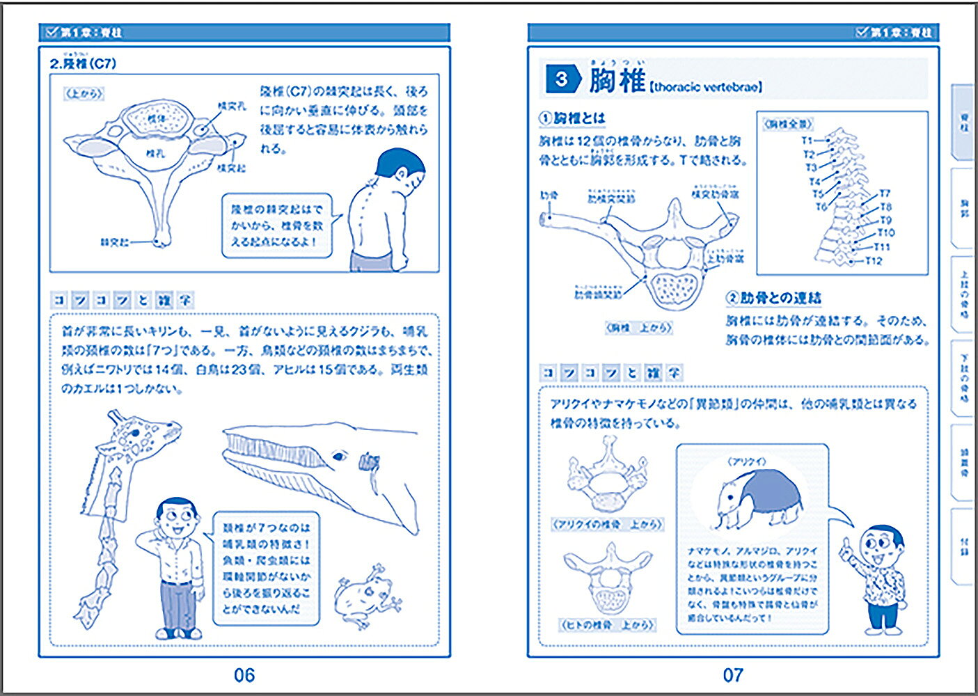 ボーンインパクト イラストと雑学で楽しく学ぶ解...の紹介画像3