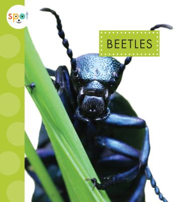 Beetles BEETLES （Spot Creepy Crawlies） 