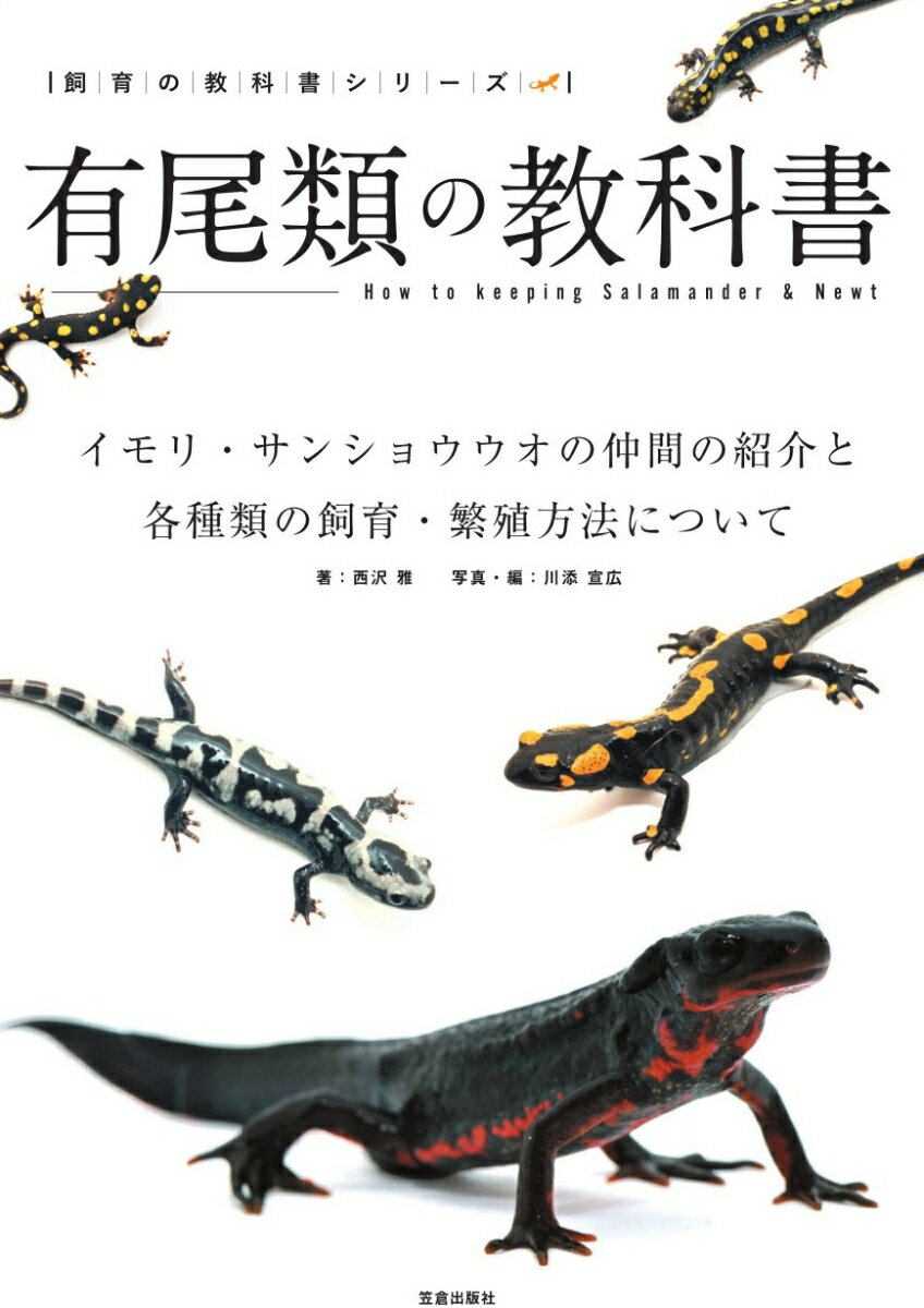 有尾類とは、イモリやサンショウウオの仲間のこと。両生類のうち尾があるグループで、有尾目の仲間たちを指します。日本にも棲んでいて、アカハライモリやシリケンイモリなどをはじめ、飼育対象ではありませんが、オオサンショウウオなどが有名。ファイアサラマンダーやウーパールーパーの愛称で親しまれているメシキコサラマンダーなどの外国産の仲間が輸入されていて、ペットとしても人気の高い生き物たちです。