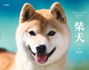 柴犬カレンダー（2024） （［カレン