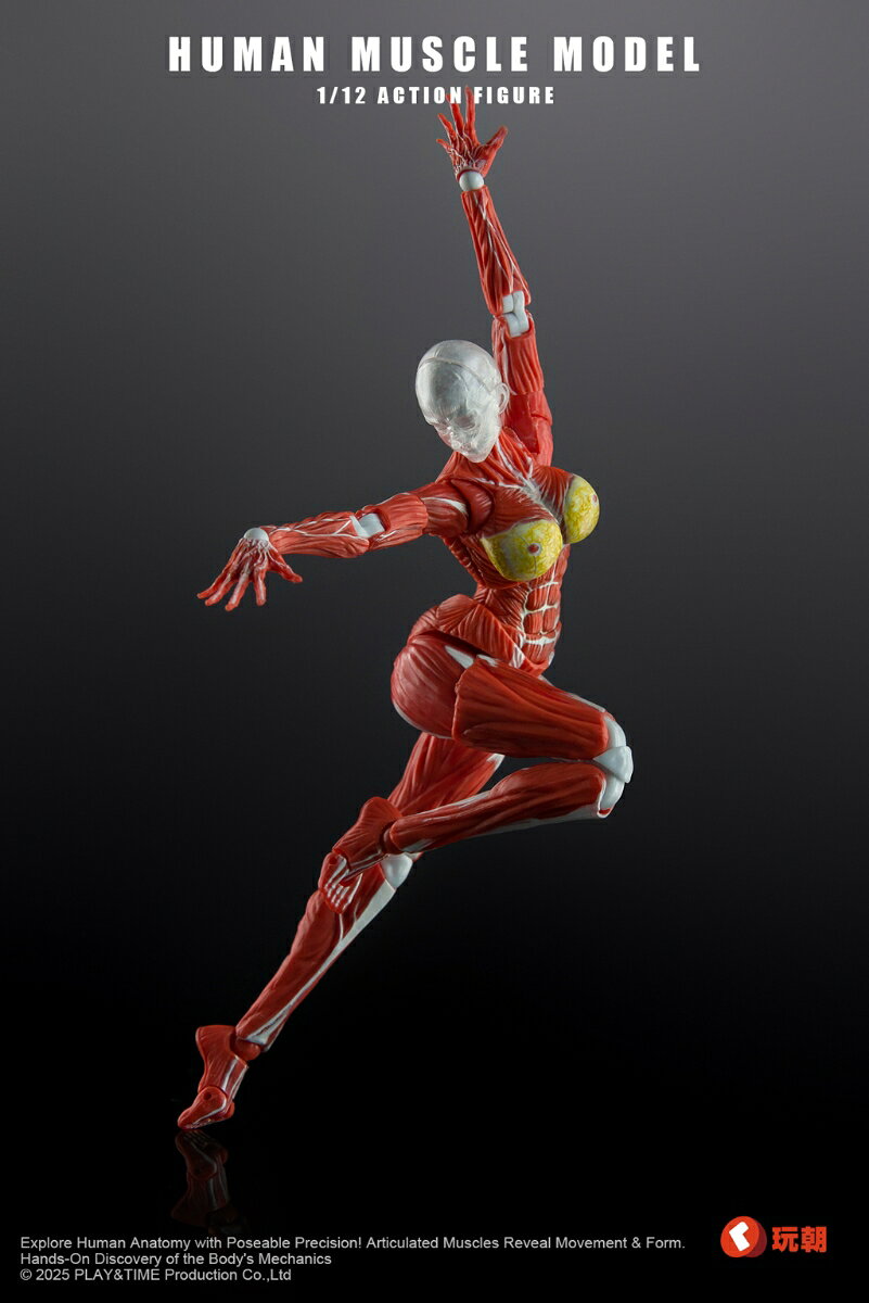 KEEPGOING Studio企画制作の下、オリジナル1/12スケール可動フィギュア「人体筋肉模型 女性Ver.」が登場!
人体筋肉構造を忠実に再現した本作は、精密な関節構造によるリアルなポージングが可能。
筋肉の隆起や繊細な陰影を際立たせ、その造形美を最大限に引き出しています。
造形美と可動性を誇るこのシリーズを、ぜひお見逃しなく!

サイズ:1/12スケール
素材:PVC/ABS

※海外仕入商品の為、多少の箱潰れが発生する可能性がございます。
箱潰の交換は出来かねます。
ご了承ください。

(C)2025 PLAY&TIME Production Co.,Ltd

・ホビー系商品についての諸注意
メーカー都合により発売の大幅な延期が発生する可能性がございます。
予約商品についてはメーカーから順次入荷次第の発送となります。メーカー公表の発売日とは異なる場合がございますのでご了承ください。【対象年齢】：15歳以上