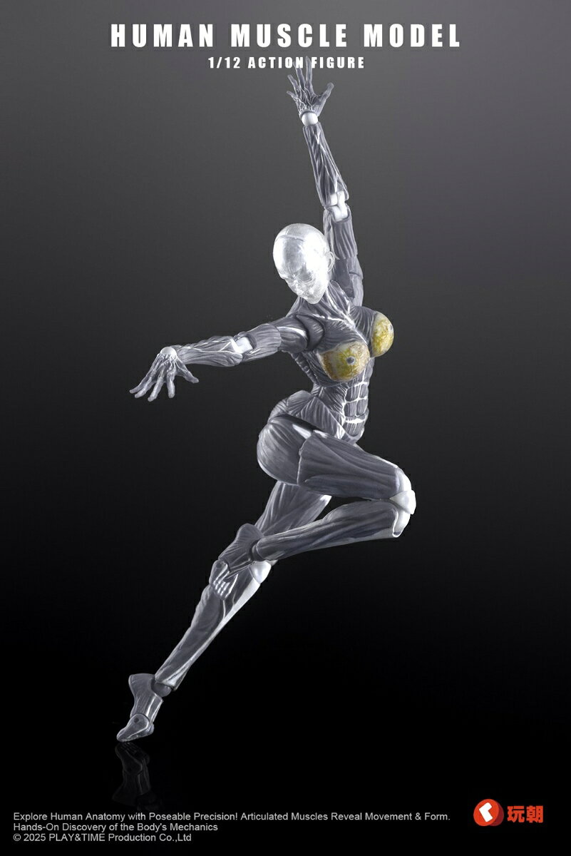 KEEPGOING Studio企画制作の下、オリジナル1/12スケール可動フィギュア「人体筋肉模型 女性Ver.」が登場!
人体筋肉構造を忠実に再現した本作は、精密な関節構造によるリアルなポージングが可能。
筋肉の隆起や繊細な陰影を際立たせ、その造形美を最大限に引き出しています。
造形美と可動性を誇るこのシリーズを、ぜひお見逃しなく!

サイズ:1/12スケール
素材:PVC/ABS

※海外仕入商品の為、多少の箱潰れが発生する可能性がございます。
箱潰の交換は出来かねます。
ご了承ください。

(C)2025 PLAY&TIME Production Co.,Ltd

・ホビー系商品についての諸注意
メーカー都合により発売の大幅な延期が発生する可能性がございます。
予約商品についてはメーカーから順次入荷次第の発送となります。メーカー公表の発売日とは異なる場合がございますのでご了承ください。【対象年齢】：15歳以上