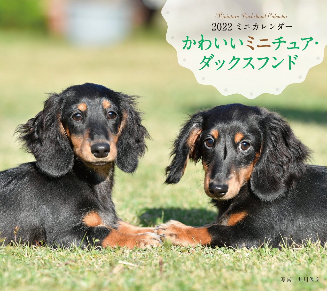 2022年 カレンダー かわいいミニチュア・ダックスフンド
