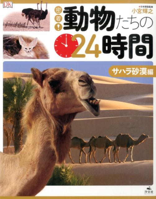 密着！動物たちの24時間（サハラ砂漠編）