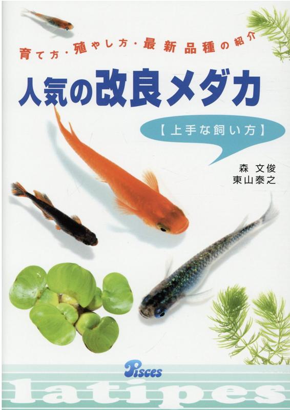 人気の改良メダカ上手な飼い方