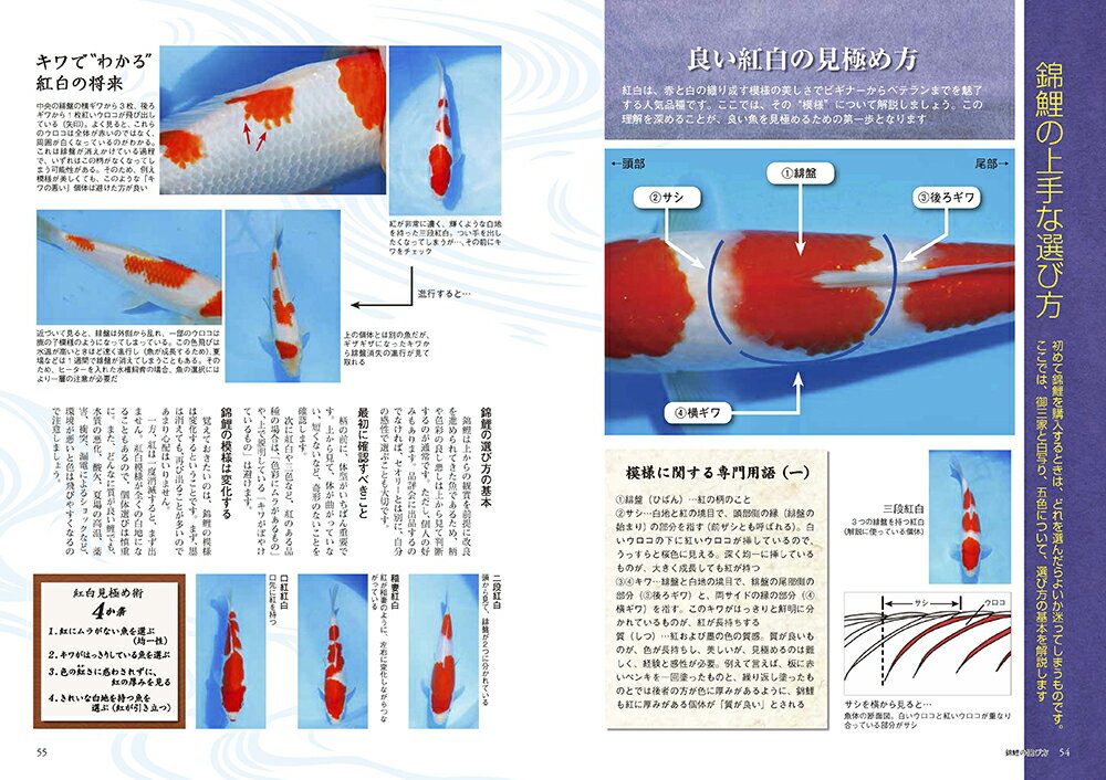 増補改訂版 錦鯉の飼い方 池でも水槽でも楽しめる （アクアライフの本） [ アクアライフ編集部 ] 3