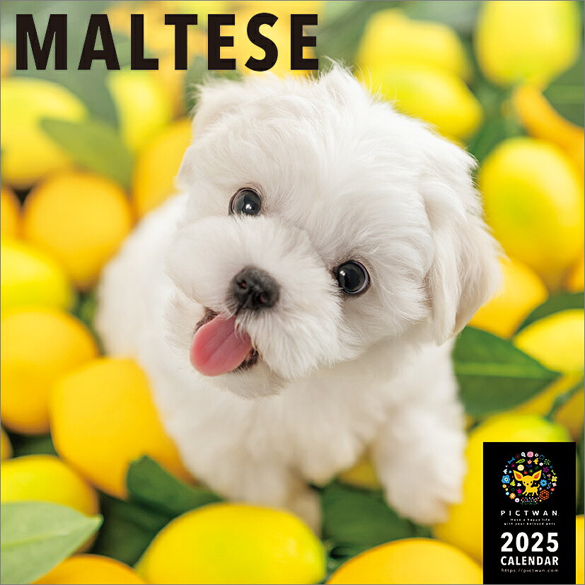 マルチーズ（2025年1月始まりカレンダー）