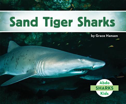 Sand Tiger Sharks SAND TIGER SHARKS （Sharks Set 2 (Ak)） [ Grace Hansen ]
